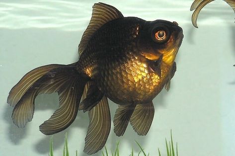 Goldfish Wallpaper, Goldfish Care, Common Goldfish, Black Goldfish, Goldfish Types, Fantail Goldfish, Golden Fish, Underwater Animals, Fishing Girls