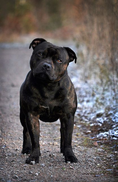 A Staffordshire bull terrier was my first dog and this dog is identical to my be-loved, Buster. I had Buster for 13 years, he was my best friend. Staffordshire Bull Terrier, English Staffordshire Bull Terrier, Staffordshire Bull Terriers, Staffordshire Terriers, Pitt Bull, Bull Terrier Dog, Bully Breeds, American Pitbull Terrier, Pitbull Dog