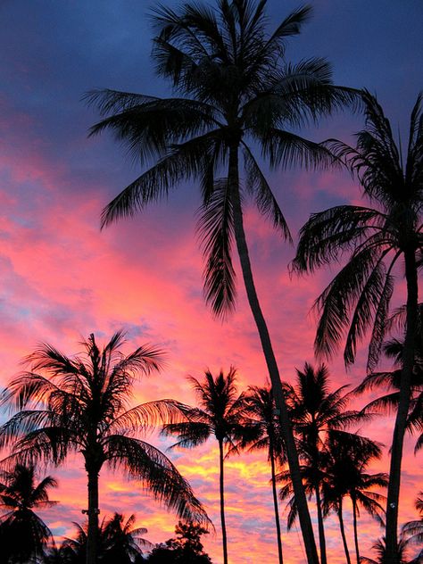 Palm Trees in the sunset, Koh Samui by stuart oxford, via Flickr Image Ciel, Sunset Tumblr, Palm Trees Wallpaper, Palm Tree Sunset, Tumblr Backgrounds, Joan Miro, Beach Wallpaper, Sunset Wallpaper, Tree Wallpaper