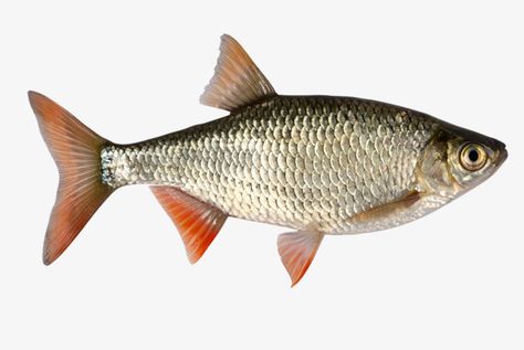 Ribe, Grass Carp, Fish Fin, Spanish Mackerel, Sea Mammal, Fish Clipart, Cleaning Fish, Fish Stock, Fish Drawings