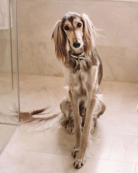 Black grizzle saluki Appaloosa, Saluki Dogs, Quarter Horse, Canine Companions, Sweet Animals, Whippet, Happy Dogs, Dog Photos, Beautiful Dogs