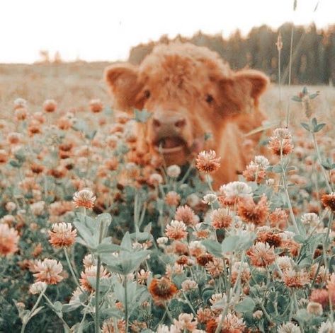 Pet Cows, Cow Wallpaper, Cow Photos, Mini Cows, Baby Highland Cow, Baby Farm Animals, Fluffy Cows, Cow Pictures