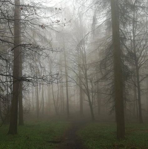 Nature, Rainy Foggy Forest Aesthetic, Supernatural Forest Aesthetic, Rain And Fog Aesthetic, Foggy Rain, Foggy Aesthetic, Wet Forest, Misty Weather, Fog Forest