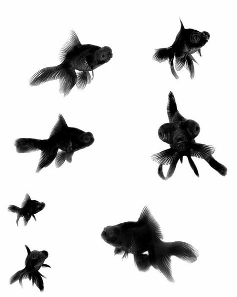 Black Moor Goldfish Collage Photograph: Black Moor Goldfish, A Collage Of Pictures, Collage Of Pictures, Black Goldfish, Goldfish Tattoo, Fantail Goldfish, Hollow Art, Life Aquatic, Asian Painting