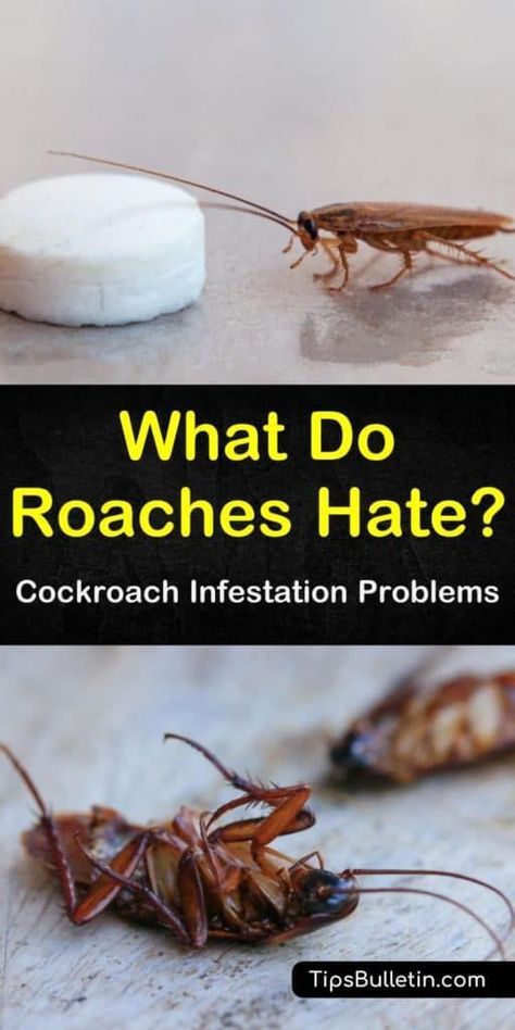 Diy To Get Rid Of Roaches, Natural Remedies For Roaches, Essential Oils To Keep Roaches Away, Essential Oil Roach Repellent, Natural Cockroach Repellent For Home, Diy Cockroach Repellent, How To Repel Roaches, Essential Oils For Roaches In House, Best Way To Get Rid Of Cockroaches