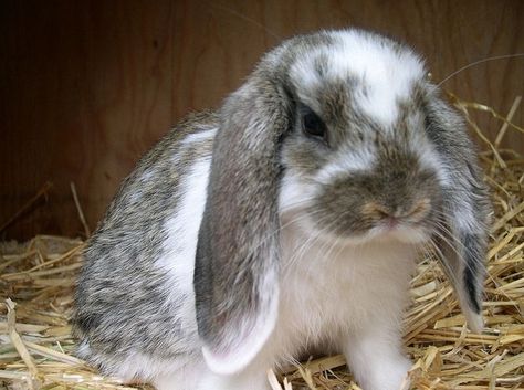 floppy eared rabbit | floppy eared rabbit: looks like my "oreo" I had when I was a kid! Pet Reference, Lop Bunnies, Lop Bunny, Holland Lop Bunnies, Rabbit Pet, Lop Rabbit, Fluffy Things, Floppy Eared Bunny, How To Draw Ears