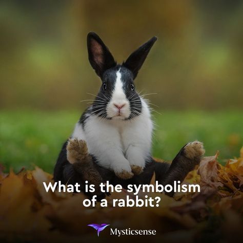 Do you see rabbits/hares everywhere? What does this mean for you? Kawaii, Rabbit Totem, Rabbit Pose, Black And White Rabbit, Rabbit Cushion, Young Rabbit, Dutch Rabbit, Rabbit Life, Rabbit Pictures