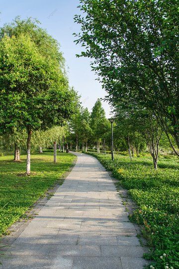 park lane in the afternoon road park without photographs with pictures Background Pictures Background, Street Background, Nature Background Images, Meditation Garden, Background Images For Editing, Park Pictures, Natural Background, Dslr Background Images, Background Images Hd