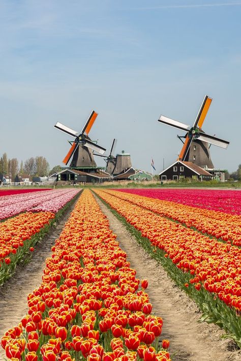 Tulips are synonymous with the Netherlands, and many farms in the provinces of South Holland, North Holland, and Flevoland are covered in a tapestry of spectacular blooms throughout spring. Here is our list of the best places to see tulips in the Netherlands, along with some tips on where to stay. Tulip Fields Netherlands, South Holland, North Holland, Holland Netherlands, Netherlands Travel, Amsterdam Travel, Amsterdam Netherlands, Dream Travel Destinations, European Tour