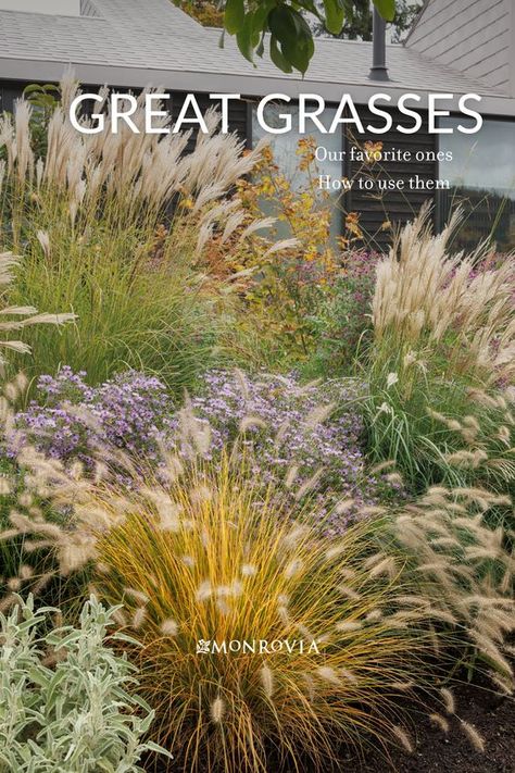 Wild Grasses Landscaping, Coastal Grasses Landscape Design, Garden Grasses Border, Tall Grass Landscaping Ideas, Border Grass Landscaping, Natural Grasses Landscaping, Gardens With Grasses, Front Yard Ornamental Grasses, Front Yard Grass Landscaping