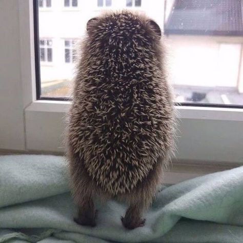 Photos That Say More Than Just a Thousand Words - I Can Has Cheezburger? Nosara, Friday Funny Images, Landak Mini, Hedgehog Pet, Cute Hedgehog, Cute Creatures, Sweet Animals, Cute Little Animals, Animal Photo