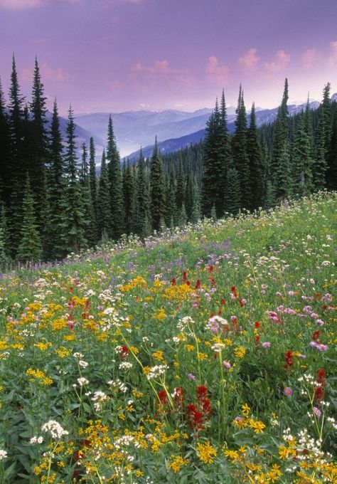 Nature, Mount Revelstoke National Park, Canada Poster, Wildflower Meadow, Beautiful Scenery Pictures, Alpine Meadow, Scenery Pictures, Meadow Flowers, British Columbia Canada