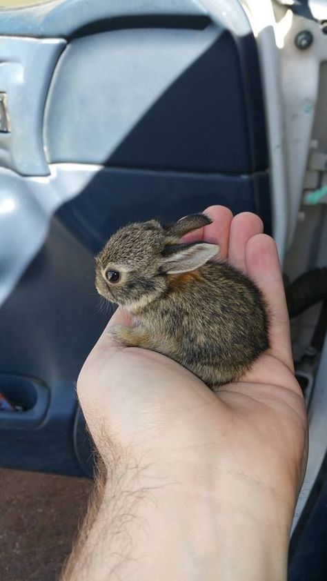 Söt Katt, Cele Mai Drăguțe Animale, Psy I Szczenięta, Haiwan Lucu, Animale Rare, Baby Animals Pictures, Baby Animals Funny