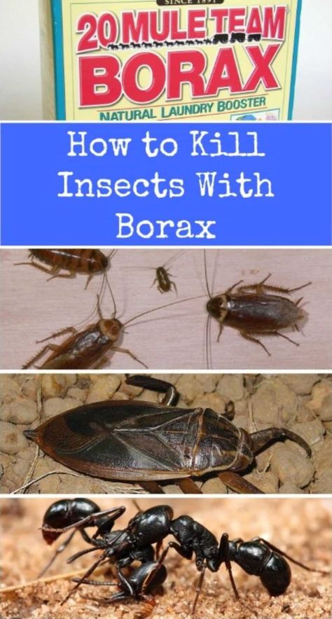 Top 10 Most Creative Household Uses for Borax Borax Ant Killer Recipe, Borax Recipes, Uses For Borax, Borax Uses, Borax Cleaning, Rid Of Bed Bugs, Diy Pest Control, Household Pests, Ant Killer