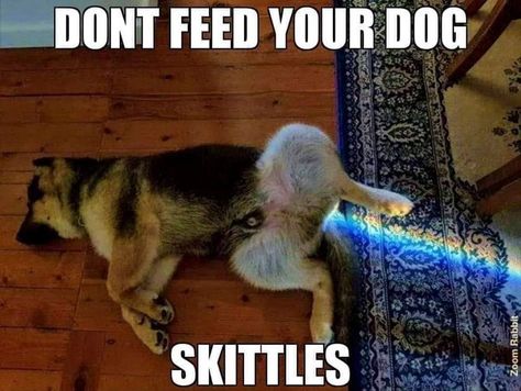 Twenty-Nine Random Memes Meant For Literally Anyone - Memebase - Funny Memes Humour, Funny Dog Pictures, Animal Jokes, Funny Dog Memes, Funny Animal Jokes, Silly Animals, Cute Funny Dogs, Funny Animal Memes, Cute Cats And Dogs