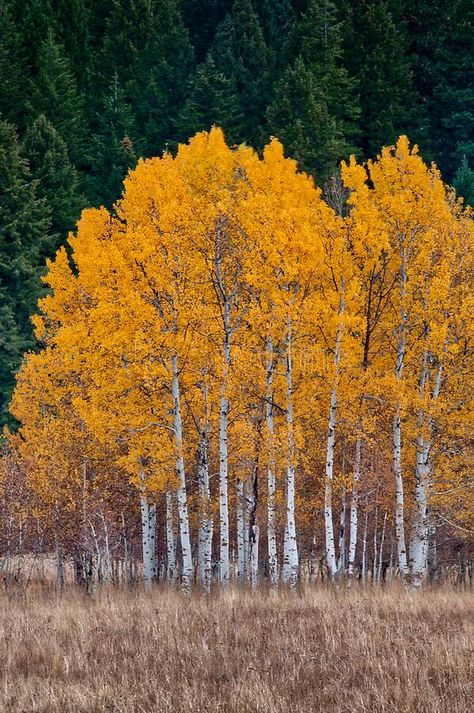 Autumn Aspen Trees, Photos Of Trees Photography, Autumn Birch Trees, Painting Aspen Trees, Colorado Aspens Fall, Aspen Trees Landscaping, Autumn Trees Photography, Birch Trees Photography, White Bark Trees