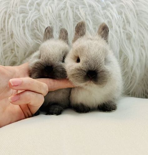 "Netherland Dwarf rabbit" Rabbits For Sale | Frazier Park, CA Himalayan Bunny, Pickle Painting, Bunny Breeds, Bunnies For Sale, Rabbit Photography, Himalayan Rabbit, Rabbits For Sale, Mini Rabbit, Bunny Room