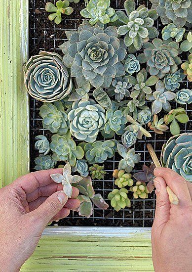 Two Hands, Succulent, Screen, Wall