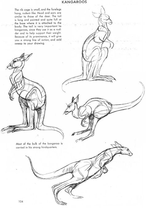 Art of Animal Drawing Kangaroo Drawing, Kangaroo Art, Ap Drawing, Nature Sketch, Animal Anatomy, Manga Drawing Tutorials, Anatomy Sketches, Animal Study, Drawing Studies