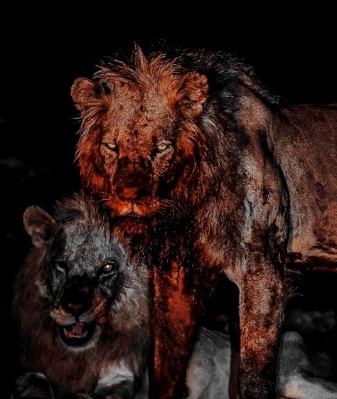 Lions Photos, Photo Animaliere, Scary Animals, Lion Wallpaper, Pretty Animals, Images Esthétiques, Arte Horror, Animal Photo, 귀여운 동물