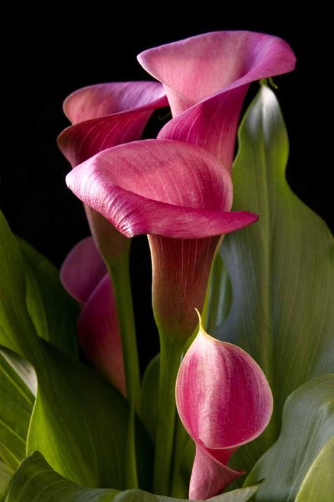 Calla Lilies, Exotic Flowers, Pink Calla Lilies, Calla Lily Flowers, Calla Lillies, Lily Flower, Types Of Flowers, Flowers Nature, Calla Lily