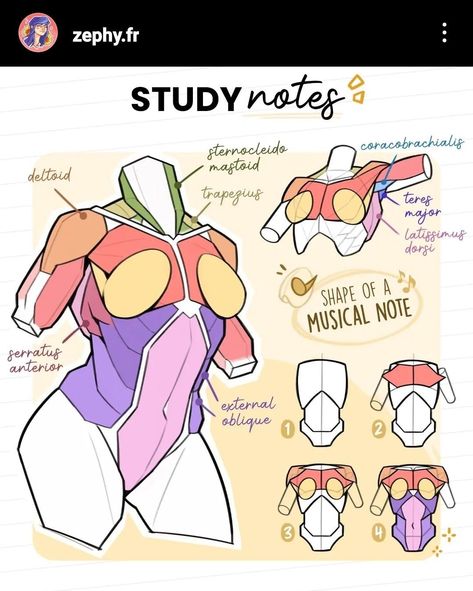 Female Anatomy Reference, Human Body Drawing, Body Study, Desain Buklet, Výtvarné Reference, Anatomy Tutorial, Human Anatomy Drawing, Body Drawing Tutorial, Muscle Anatomy