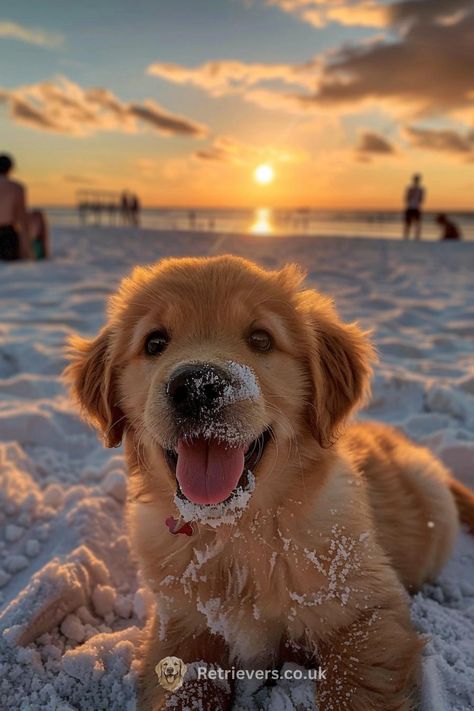 Bask in the glow of this adorable Golden Retriever enjoying a sunset that's as golden as his fur! This little bundle of joy is all smiles and ready to play, even as the day winds down. Who can resist that face sprinkled with a bit of sandy magic? Not us! 🌅🐾 #GoldenRetrieverGoals #SandyPuppy #SunsetPlaytime #BeachLifeWithDogs #HappyPup Cute Puppies Golden Retriever, Golden Retriever Wallpaper, Perros Golden Retriever, Golden Retriever Baby, Chien Golden Retriever, Summer Puppy, Preppy Dog, Golden Retriever Funny, Cute Puppy Wallpaper