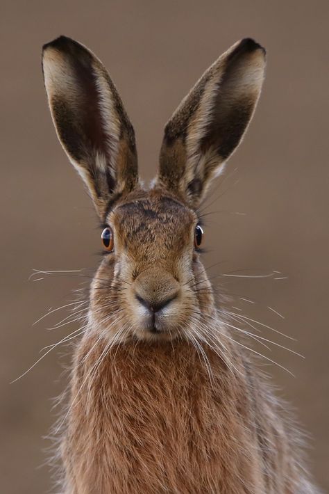 Please indulge me as I upload a few more hare poses that were struck so conveniently for my camera as I sat in the car in state of high excitement and hands shaking. Camera control in those circumstances was not easy. Wildlife Photography, Wild Life, Photo Animaliere, Animale Rare, British Wildlife, Haiwan Peliharaan, Amazing Animals, Nature Animals, Animal Photo