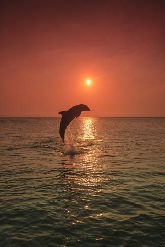 size: 36x24in Photographic Print: Bottlenose Dolphins, Caribbean Sea, near Roatan, Honduras by Stuart Westmorland : Roatan, Sea Life Wallpaper, Stuff I Want, Regnul Animal, Cute Summer Wallpapers, Beautiful Sea Creatures, Ocean Pictures, Pretty Landscapes, Beach Wallpaper