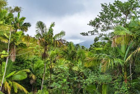 Lush foliage and hills behind clouds at el yunque royalty free stock photography El Yunque National Forest, Puerto Rico, Stock Photography Free, National Forest, Lush, Stock Photography, Royalty, Royalty Free, Stock Images