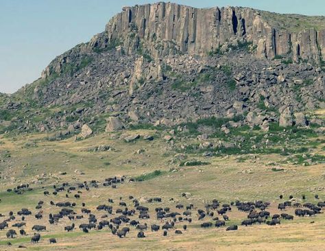 Fort Belknap Rez buffalo herd below Snake Butte Montana, Buffalo, Crazy Horse Memorial, Jane Doe, Devils Tower, American West, Monument Valley, Native American, Fort