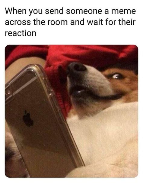 20 Funny Dog Memes That Shows Life With Dogs Is Hilarious Animal Jokes, Drunk Memes, 21 June, Funny Dog Memes, Funny Animal Jokes, Memes Humor, Dessin Adorable, Funny Animal Memes, Komik Internet Fenomenleri