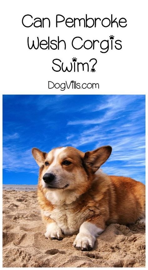 Can Pembroke Welsh Corgis swim? Check out the answer plus our dog training tips to make sure your Corgi stays safe in the water! Dog Treadmills, Corgi Facts, Pembroke Welsh Corgi Puppies, Welsh Corgi Puppies, Dog Behavior Problems, Dog Weight, Best Dog Training, Aggressive Dog, Corgi Puppy