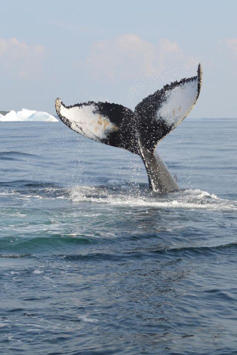 Newfoundland and Labrador is one of the premier whale watching locations in the world. Eastern Canada Travel, Canada Wildlife, Ottawa Travel, Travel Trivia, Mens Watches Expensive, Labrador Canada, Newfoundland Canada, Canada Photography, Travel Facts