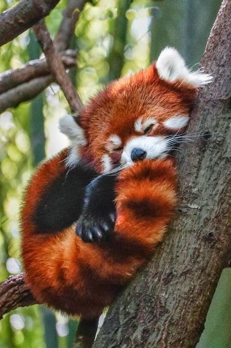 تصنيف الحيوانات, Panda Day, Regnul Animal, Cele Mai Drăguțe Animale, Animale Rare, Baby Animals Pictures, Super Cute Animals, Pretty Animals, Cute Animals Images