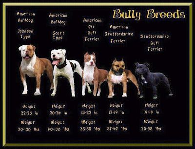 Types of Bully Breeds | ... there three specific types of bully breed that i m going to focus on Johnson American Bulldog, Mini Bulldog, Bully Breeds Dogs, American Bull, American Pitbull, Bully Dog, Pit Bull Love, Staffordshire Terrier, Bully Breeds