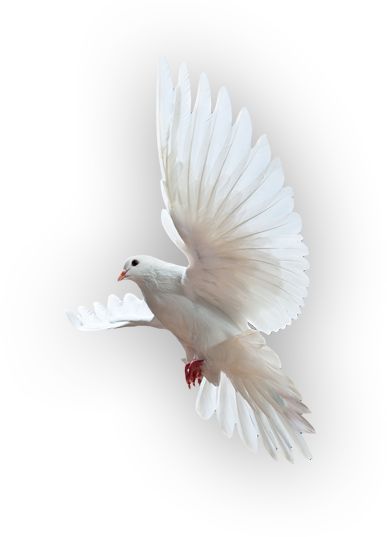 Holy Spirit Images, Dove Png, Adoration Catholic, Father Son And Holy Spirit, Holiness Of God, Dove Flying, Dove Images, Holy Spirit Dove, Glory Be