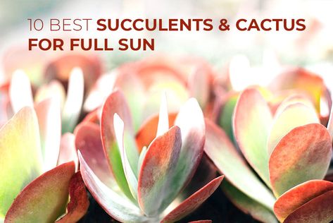 Succulents For Full Sun And Heat, Plant Repotting, Paddle Plant, Opuntia Cactus, Flowering Succulents, Lost Garden, When To Plant, Blue Plants, Zone 9