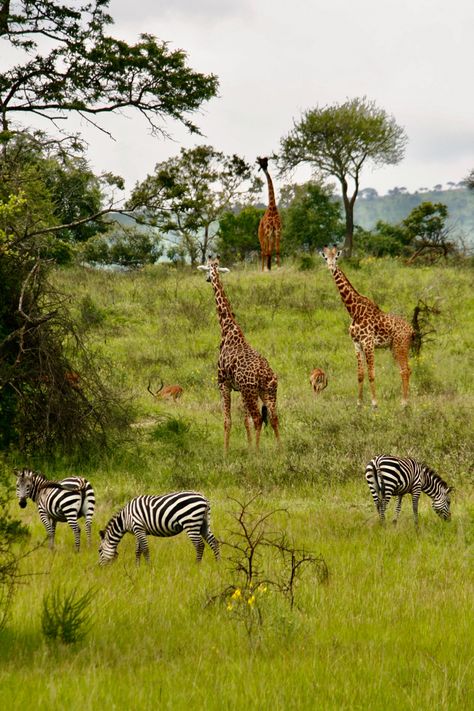 Safari In Africa Kenya, African Safari Photography, Safari Kenya Aesthetic, African Nature Aesthetic, Safari Pictures, Safari Aesthetic, Safari South Africa, Animals In Africa, African Wildlife Photography