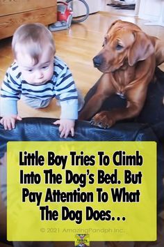 Dog Farts, Wrinkles Remedies, Wrinkles Remedies Face, Animal Funnies, Small Gestures, Growing Moss, Training Dogs, Amazing Animal Pictures, Baby Video