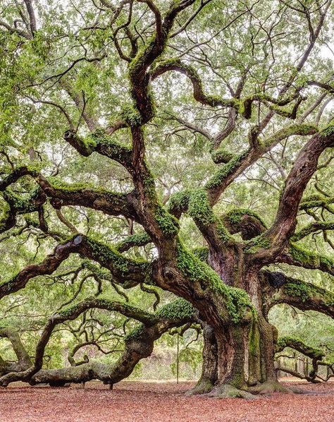 Fairy Places, Fairy Oak, Angel Oak Trees, Angel Oak, Matka Natura, Magical Tree, Old Trees, Unique Trees, Tree Photography