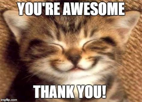 101 Thank You Memes - "You're awesome. Thank you!" Humour, Funny Thank You Quotes, Thank You Memes, Thank You Pictures, Image Meme, Funny Thank You, Thank You Images, Super Funny Pictures, Funny Meme Pictures