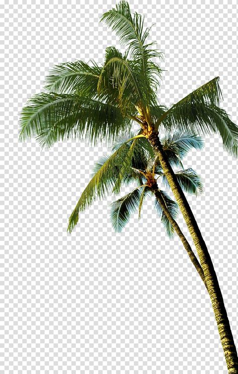 Palm Tree Coconut, Palm Tree Clip Art, Palm Tree Artwork, Palm Tree Images, Palm Tree Background, Palm Tree Png, Plam Tree, Palm Tree Photography, Tree Photoshop