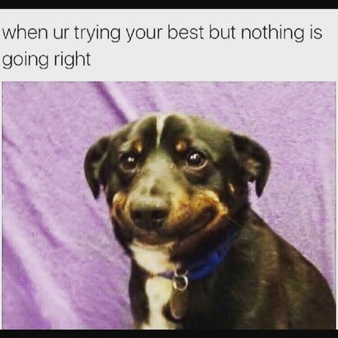 Me when I am trying my best but everything seems to go wrong!! Keep smiling and soldier on!! #positivitybreedspositivity #positivevibes #positivethinking #positivity Humour, Funny Animal Pictures, Funny Dogs, Funny Photos, Humor Grafico, Smiling Dogs, Funny Animal Memes, Best Funny Pictures, Animal Memes