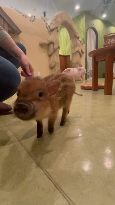 Mary Mullins | Family Travel Inspiration • Adventures in Japan on Instagram: “Micro pig cafe in Harajuku, Tokyo, Japan! #harajuku #tokyo #japan #micropig #pigcafe #animalcafe” Tokyo Japan, Animal Cafe, Pig Restaurant, Harajuku Tokyo Japan, Micro Pig, Cafe Japan, Japan Harajuku, Micro Pigs, Harajuku Tokyo