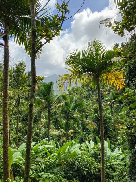 El Yunque Rainforrest Nature, El Yunque Rainforest Pictures, Yg Marley, El Yunque Puerto Rico, Rainforest Pictures, Clipboard Ideas, Hiking In The Rain, Rain Forrest, Puerto Rico Island