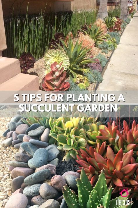 Succulent Beds In Front Of House, Shaded Succulent Garden, Suculentas Garden Ideas, Succulent Outside Garden, Flower Bed Succulents, Diy Cactus Garden Outdoors, Succulent Corner Garden, Florida Succulent Garden, Cactus Rock Garden Landscape Design