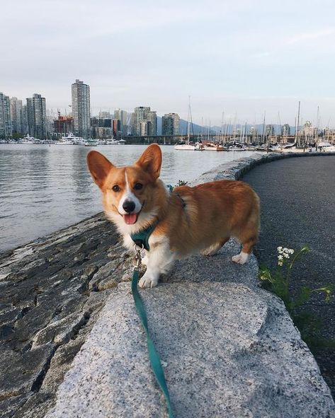 Pembroke Welsh Corgi, Cute Corgi Puppy, Pembroke Welsh Corgi Puppies, Welsh Corgi Puppies, Psy I Szczenięta, Corgi Mom, Corgi Pembroke, Corgi Puppy, Cute Corgi