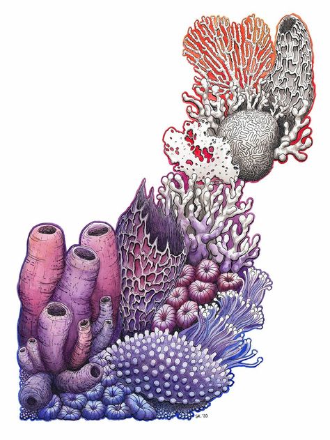 Coral Reef Drawing Realistic, Sea Coral Drawing, Coral Types, Coral Reef Illustration, Coral Illustration, Coral Artwork, Stephanie Kilgast, Coral Drawing, Coral Reef Art