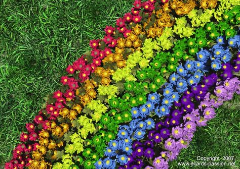 colorful carpet of bonnies; garden with rainbow; flowers on the grass700 x 495182.8KBwww.ecards-passion.net Planting A Rainbow, Colorful Things, Rainbow Garden, Rainbow Flower, Children's Garden, School Garden, Love Rainbow, Rainbow Art, Gardening For Kids